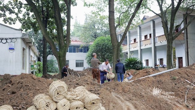 江南城發(fā)臨江棚改項(xiàng)目樹(shù)木移栽